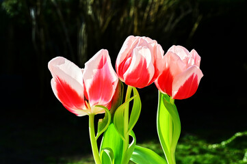 Blossoms of a red and white tulip (Tulipa, Liliaceae) in the sunshine.