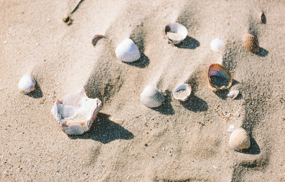 Sand on a beach blowing over sea shells