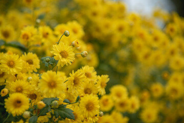 yellow flowers in the garden