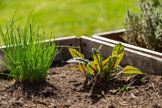 Blood sorrel and Chives