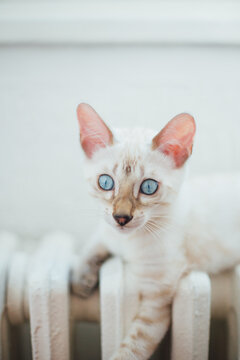 Snow white bengal kitten