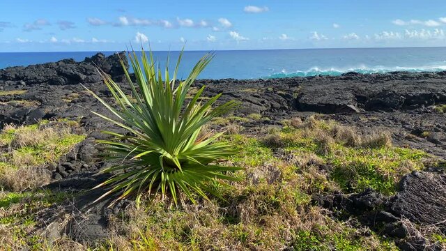 Young pandanus utilis, the common screwpine, in Cap Mechant on Reunion Island