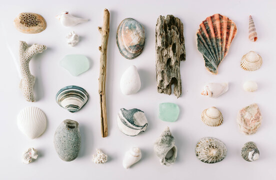 Collection of natural objects from a beach