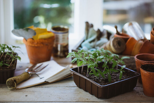 Tomato seedlings