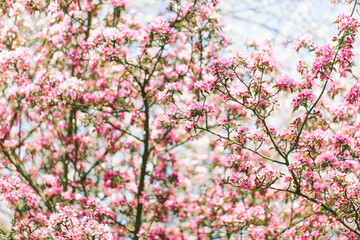 Pink crab apple blossom