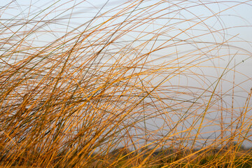 Dry catkin grass beside the river under the sunny sky