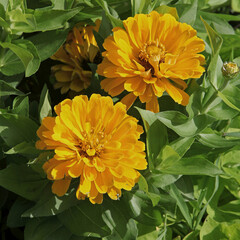 Zinnia orange