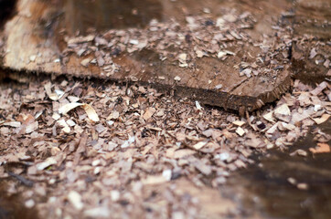 Photo of acacia stump with sawdust close up