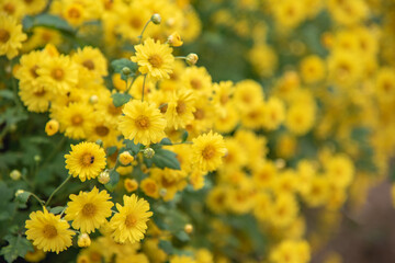 yellow flowers in the garden