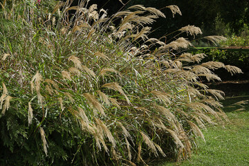 Miscanthus sinensis