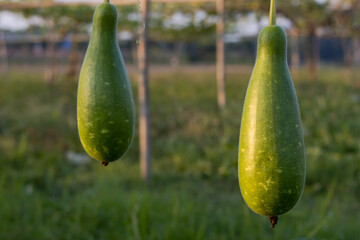 Two organic green bottle gourds hanging in bamboo and net rig inside a farm