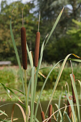 Typha latifolia au bord d'un plan d'eau	