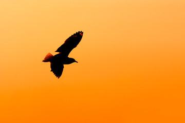 Fototapeta na wymiar shadow of a bird seagull flying on sunset background