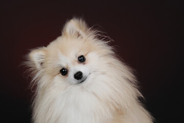 Obraz premium portrait of a pomeranian