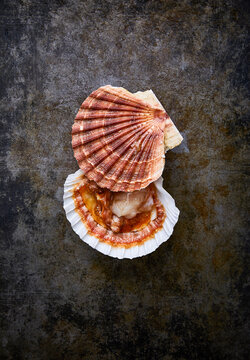 One fresh scallop