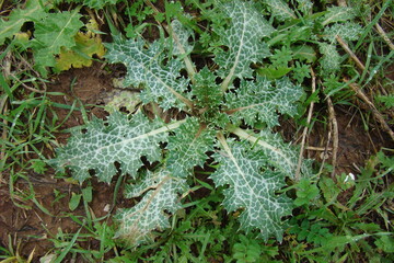 Milk Thistle (Silybum marianum)