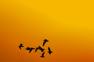 Fototapeta na wymiar shadow of flock birds seagulls flying on sunset background. Orange sky.