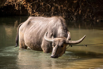 Obraz premium Buffalo drinking water in myanmar