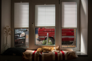 Cat sleeping on window sill in sunlight