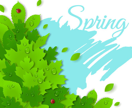 Spring design with green leaves. Spring concept. Vector illustration. Water drops and lady bugs. Dew on leaves.