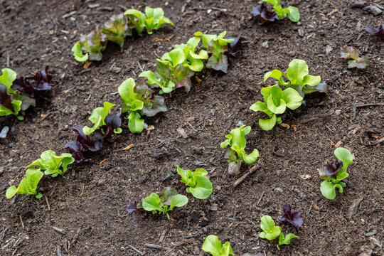 Rows of Lettuce