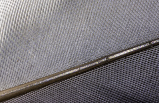 Bird Feather Close Up