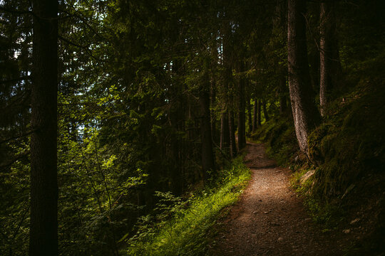 Footpath in dense green forest