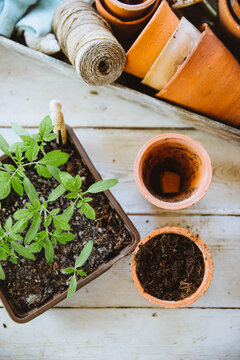 Tomato seedlings