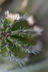 Detail  of Cactus plant  in the desert. Close up thorns. Defocused.