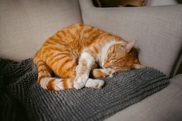 Lazy red cat sleeping curled up on sofa at home