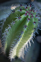 Landscape of Cactus plant  in the desert. Close up thorns. Defocused.