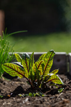 Blood sorrel