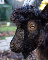 black goat in the zoo