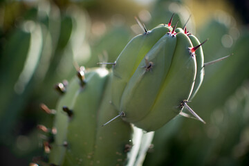 Landscape of Cactus plant  in the desert. Close up thorns.