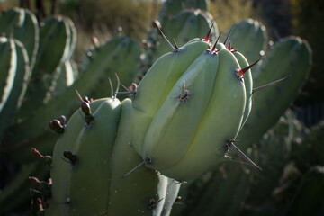 Landscape of Cactus plant  in the desert. Close up thorns.