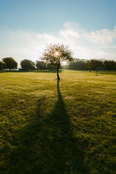 Blooming tree branches on green lawn in park