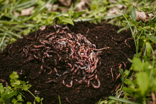 Bunch of living worms put onto soil in garden