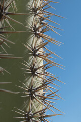 Detail of Cactus plant  in the desert. Close up thorns.
