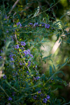 Weeping Buddleja