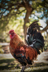 Elegant and colored rooster on nature background, animal farm