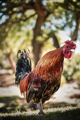 Elegant and colored rooster singing , on nature background, animal farm
