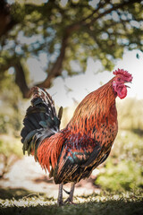 Elegant and colored rooster singing , on nature background, animal farm