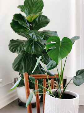 Monstera and Fiddle Leaf Fig