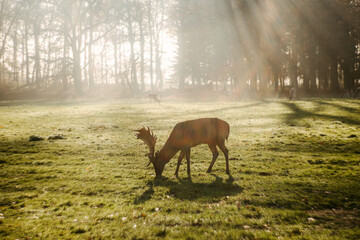 Male red deer pasturing in lawn in sunlight