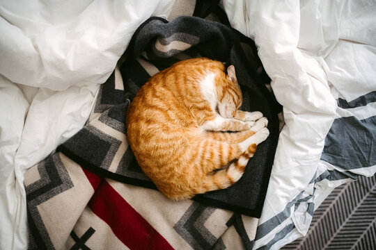 Serene cat pet sleeping curled up on bed in light bedroom