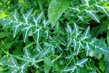 Mediterranean Thistle (Galactites tomentosa)