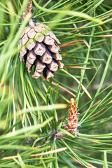 Pine branch with needles and a cone