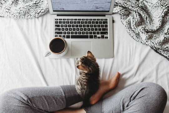 Cute Kitten