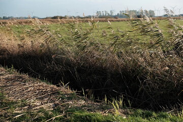Entwässerungsgraben mit Gräsern im Wind vor grünen Weiden im Herbst bei Sonnenschein am Deich...