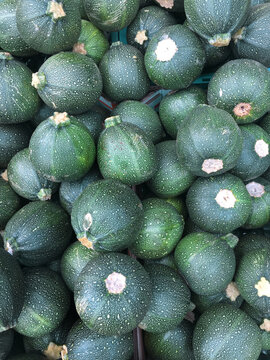 cucurbita